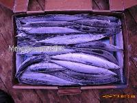 Saury