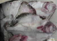 Flounder