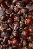 Fresh Chestnut