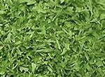 Celery