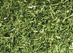  Coriander  flakes