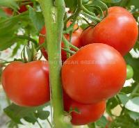 Fresh Tomato