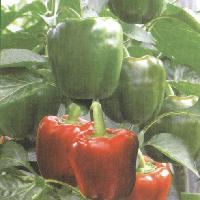 Bell Pepper