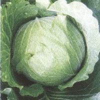 Fresh Cabbage