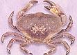 Stone Crab