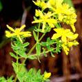 St.John's Wort P.E.