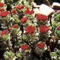 Rhodiola P.E.