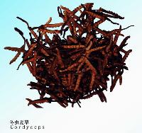 Cordyceps