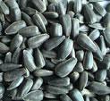 Sunflower seeds