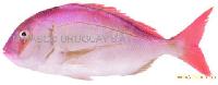seafood