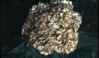 Maitake beta glucan