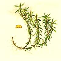 huperzia