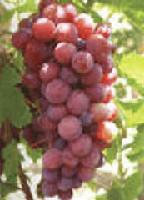  grape   polyphenols 