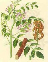 licorice