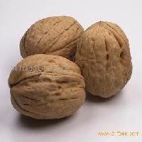  walnut s in shell