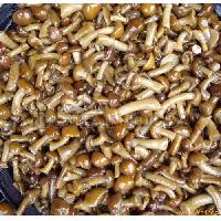 Nameko in brine