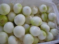 onion