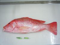  FROZEN  RED  SNAPPER 