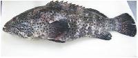 FROZEN GROUPER