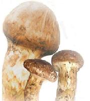 Sell:Tricholoma matsutake(Frozen/Dried slices)