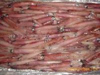  Loligo   squid 