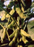  SOYA   BEAN   OIL 