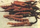  Cordyceps   Sinensis   Extract 