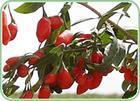 Wolfberry Extract