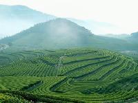 organic green tea