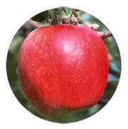  Apple   Puree   Concentrate 