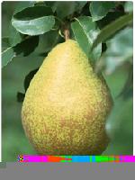  Pear   Puree   concentrate 