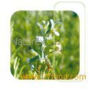 rosemary extracts with antioxidant properties