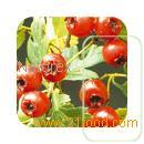 botanical extracts for the nutraceutical industry