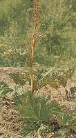 Sell  Rheum  officinale Baill P.E
