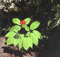 Sell Ginseng Root Extract