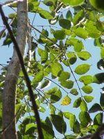 Boswellia Serratta Extract