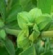 Withania Somnifera Extract