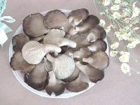 Mushroom Pingcu