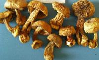 agricus blazei