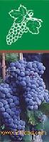 WINE VINEGAR
