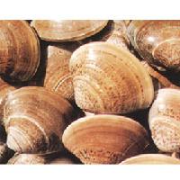 frozen boiled or  fresh   clam , with or without shell