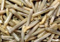  Razor  clam