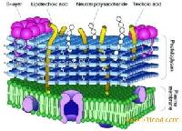 Cheese flavour formation: the lysis approach
