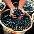 Acai Powder, Extract, Concentrate, Juice Powder, Fruit Powder, Freeze Dried, Organic, Capsules