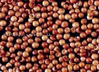 artemia cysts or brine shirmp eggs