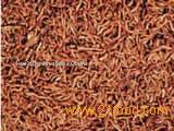 sun dried bloodworm