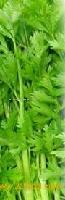 Celery