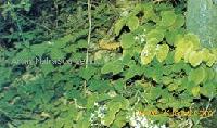 Epimedium P.E.- 10 %, 27%, 30%, 50%  Icariin 