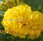 Lutein
