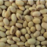 Yellow soybeans for growing sprouts